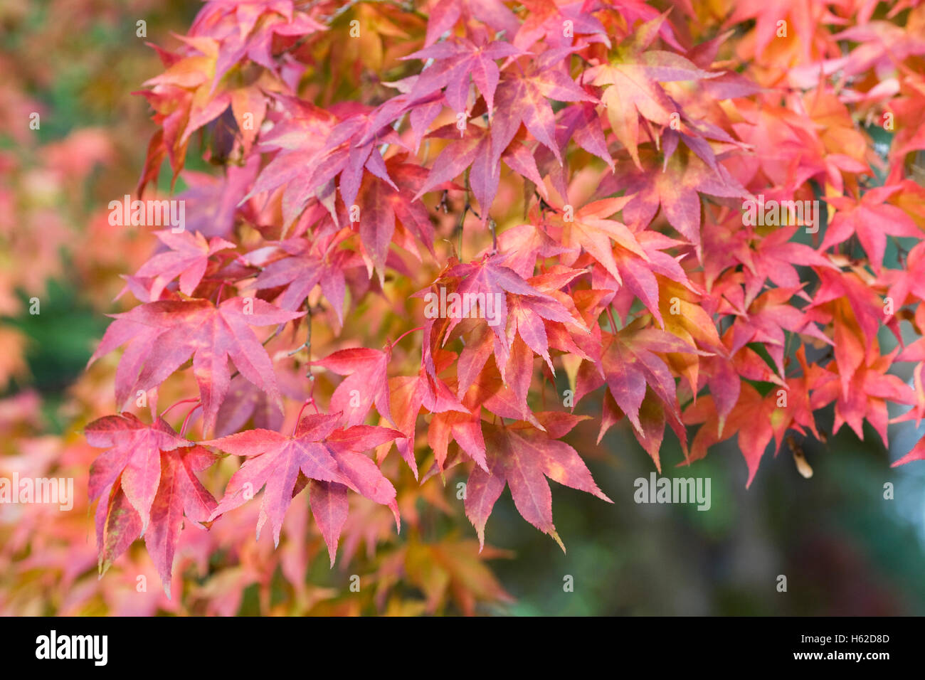 Acer palmatum subsp amoenum leaves in Autumn. Stock Photo