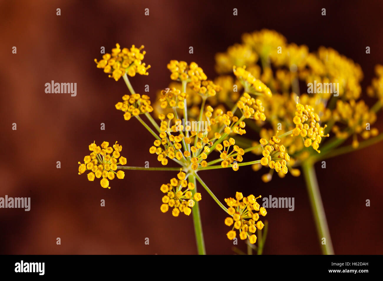 Yellow fennel umbels Stock Photo