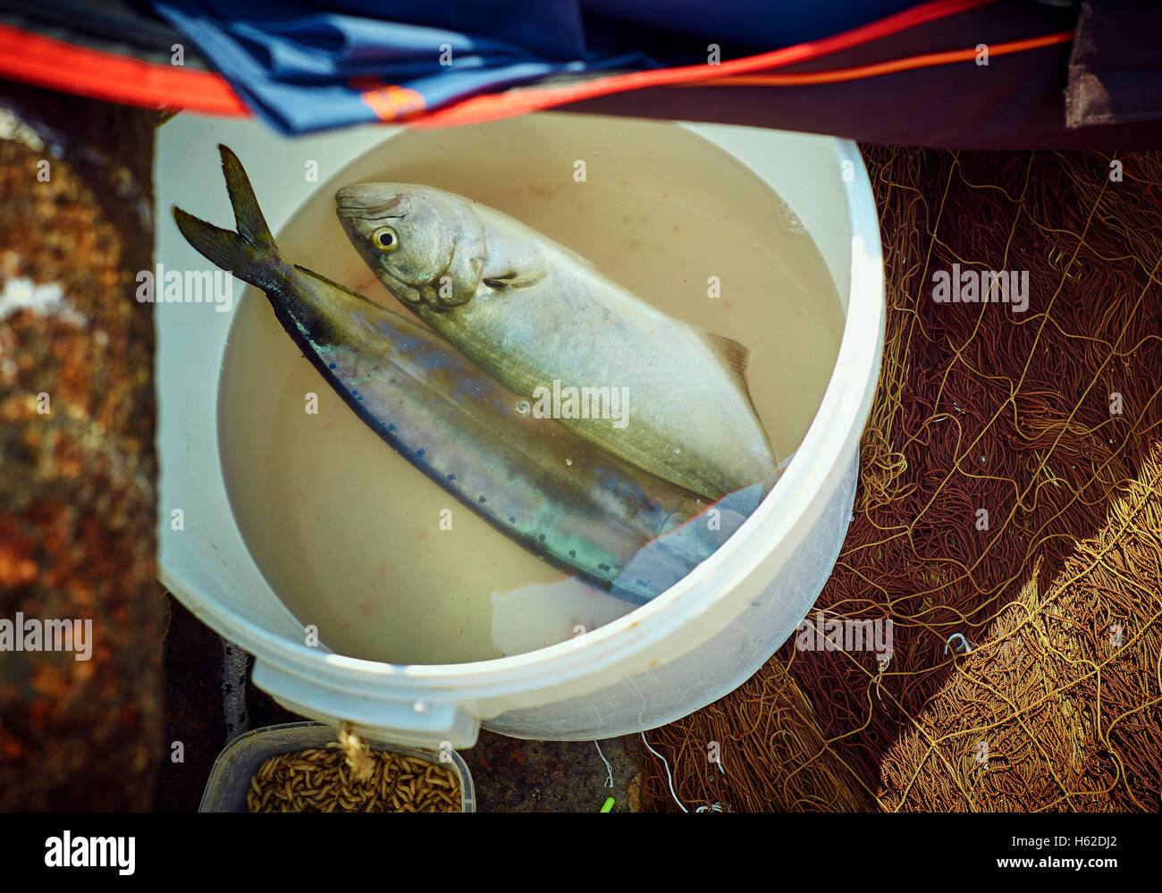 Freshly caught fish in bucket Stock Photo Alamy