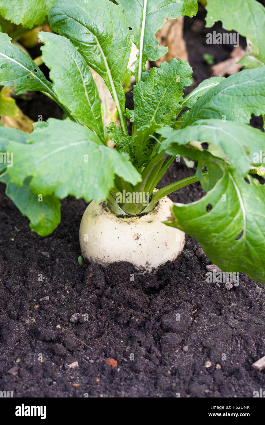 'Brassica rapa'. Turnip 'Tiny Pal' growing in a vegetable garden. Stock Photo