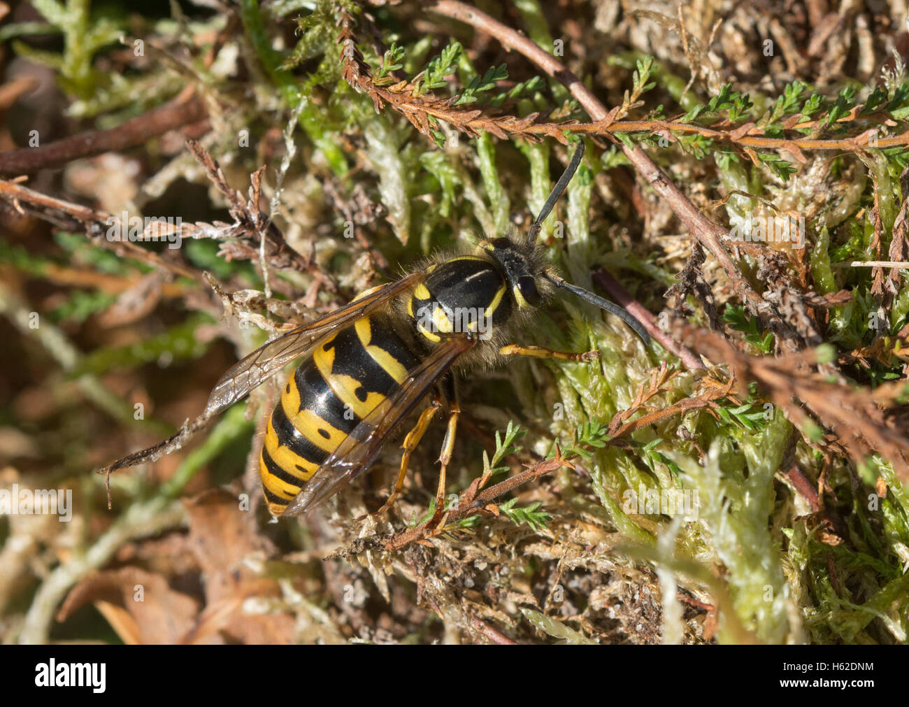 Common wasp (Vespula vulgaris), also called a yellowjacket Stock Photo