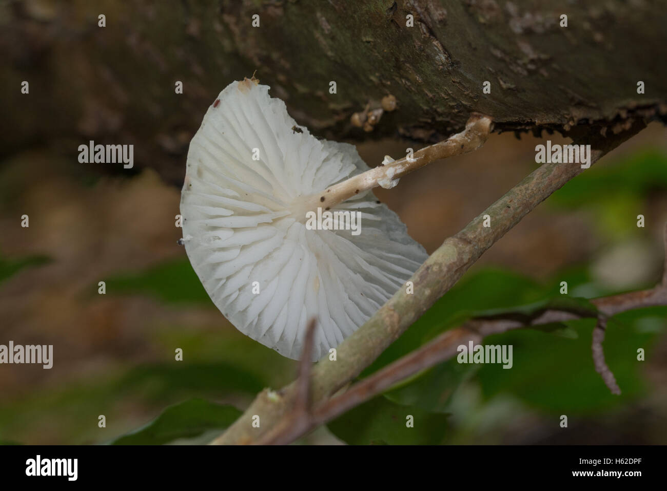 Porcelain fungus (Oudemansiella mucida) on dead beech tree Stock Photo