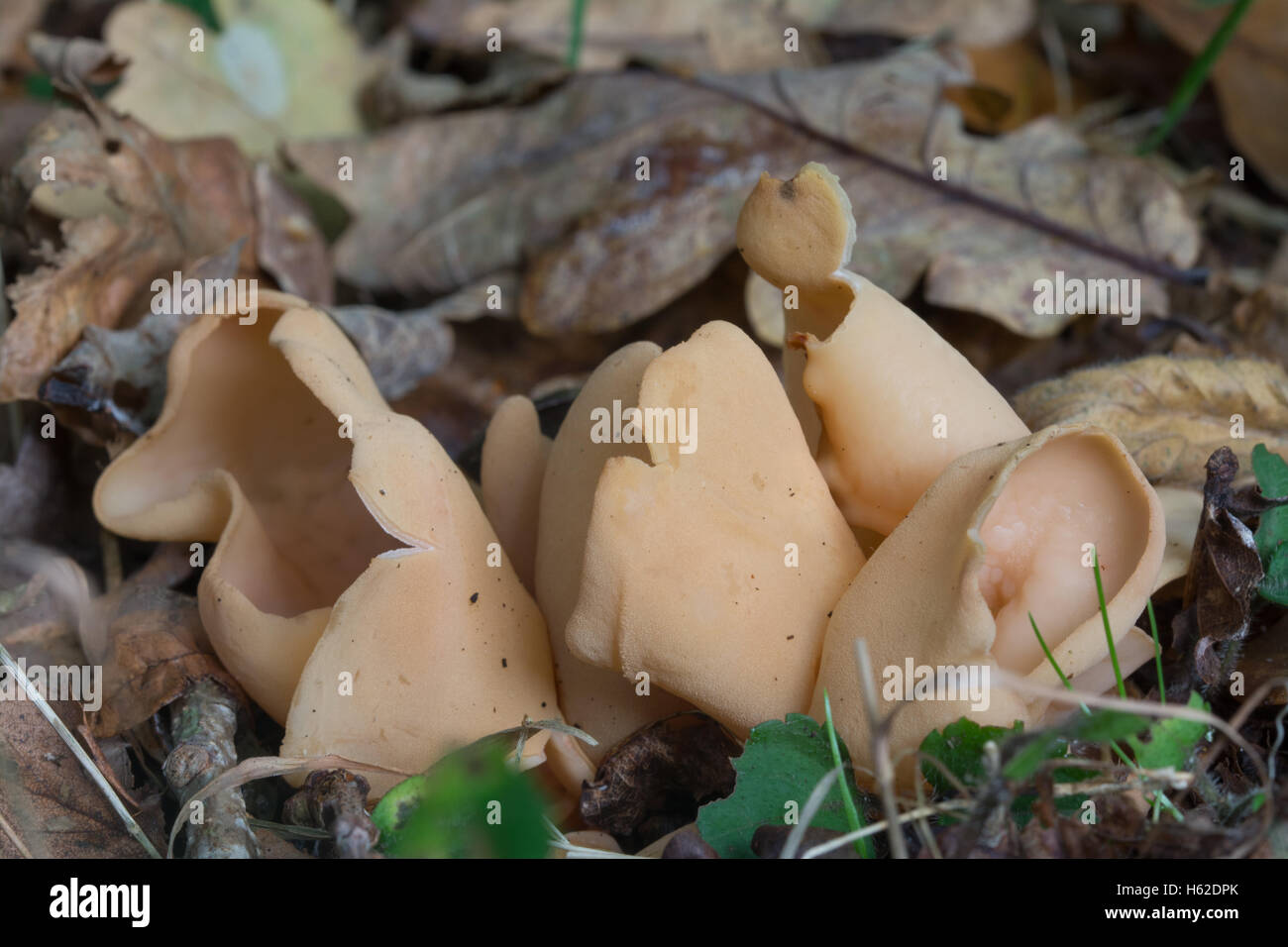 Hare's ear fungi (Otidea onotica) in England UK Stock Photo