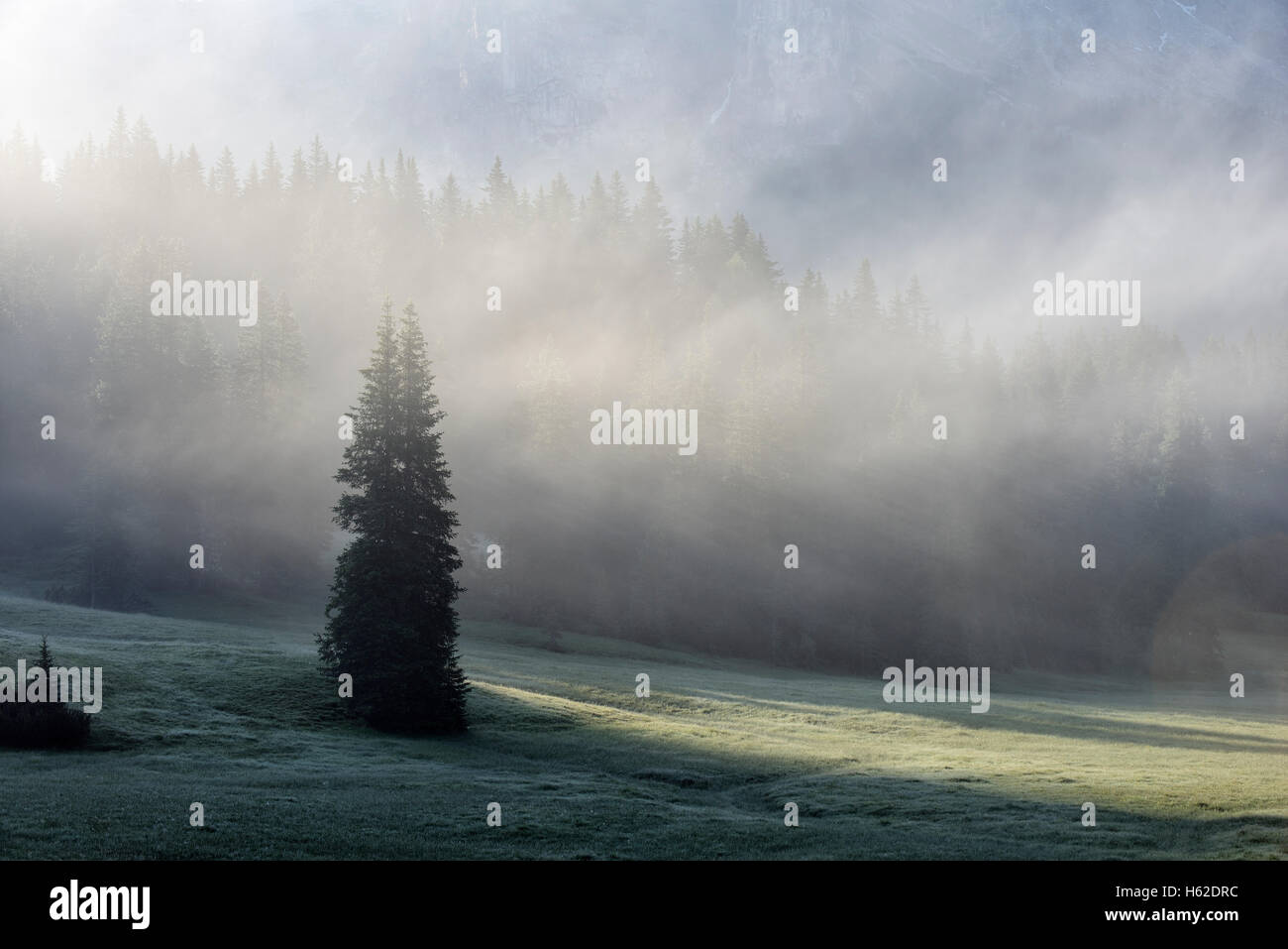 Italy, Dolomites, forest and alpine meadow in the fog Stock Photo - Alamy