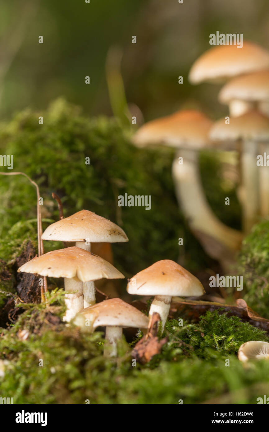 Sulphur tuft (sulfur tuft) fungi (Hypholoma fasciculare) in England UK Stock Photo