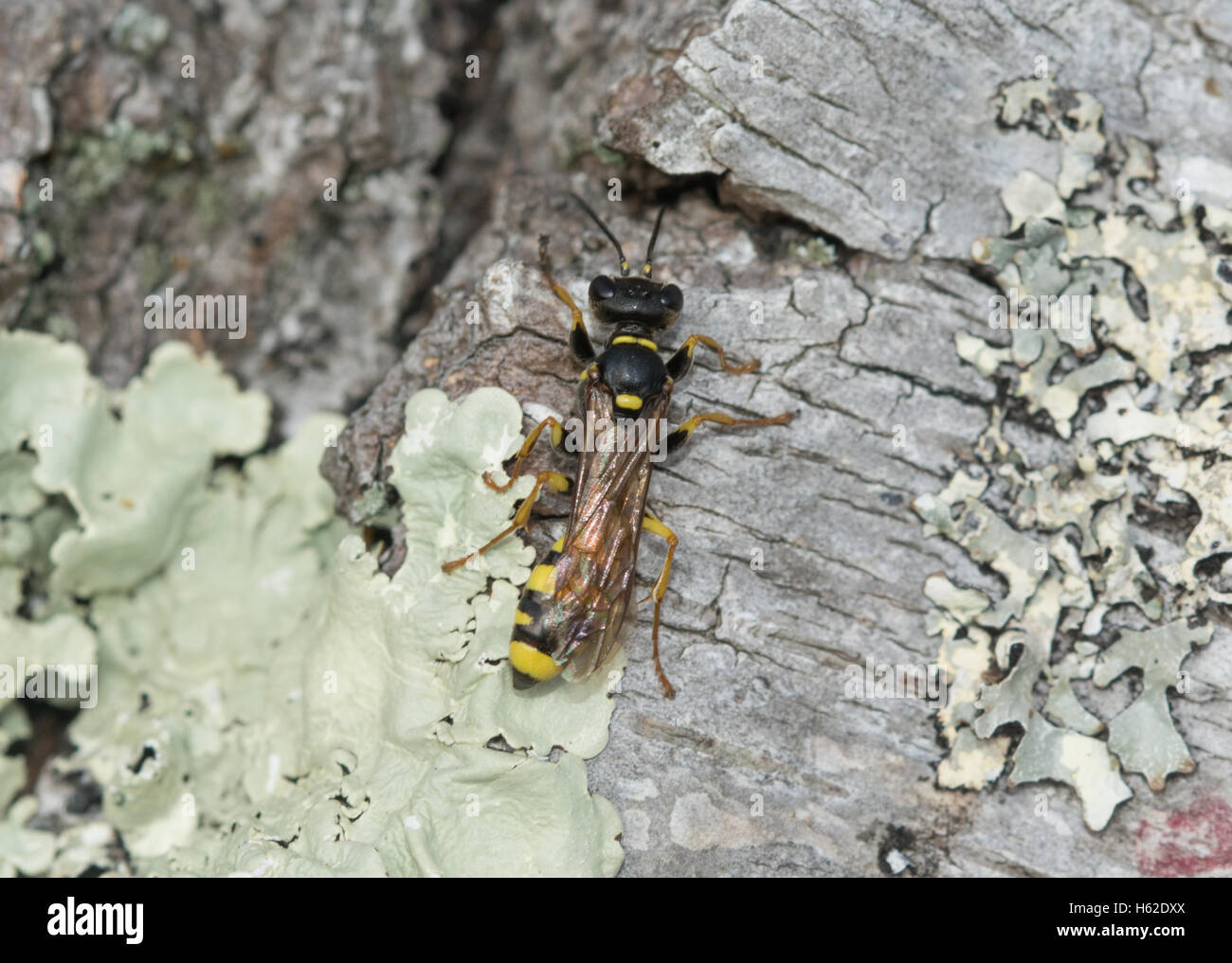 Field digger wasp (Mellinus arvensis) on lichen-covered tree in Surrey, England Stock Photo