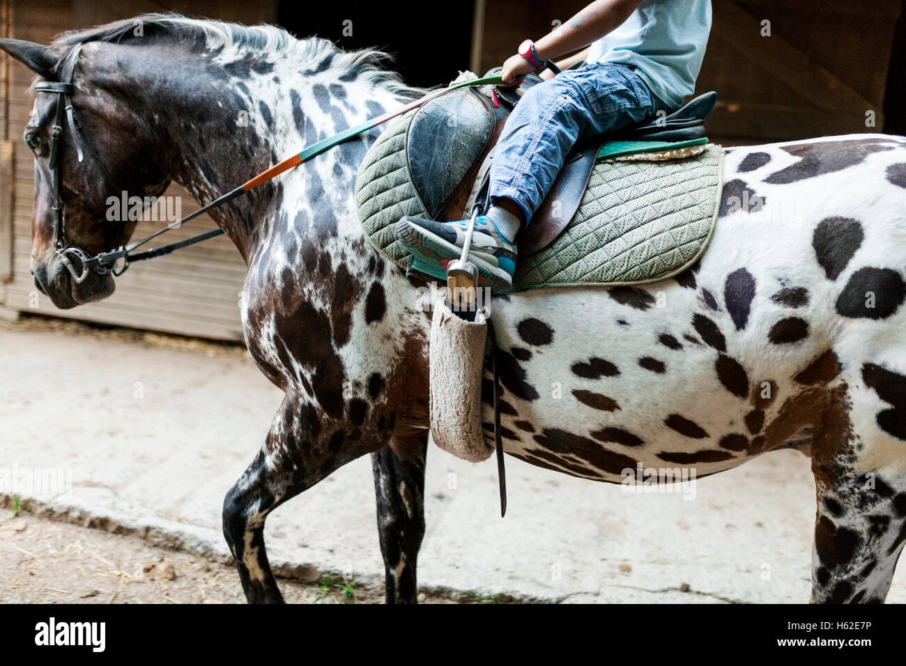 Little boy riding horse, partial view Stock Photo