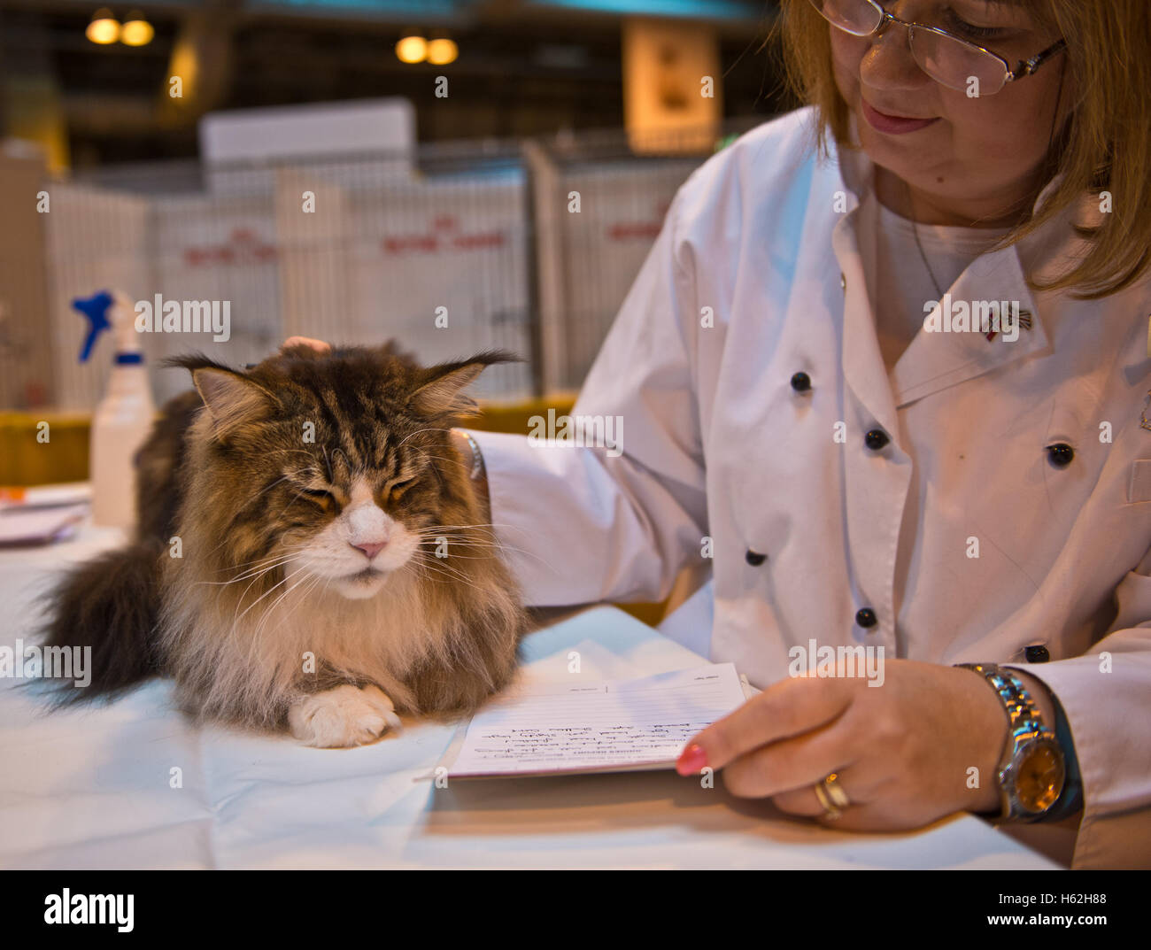 Birmingham, UK. 22nd October, 2016. NEC Birmingham. Supreme Cat Show. Judges inspect the cats at Supreme Cat Show at Birmingham's NEC. Credit:  charlie bryan/Alamy Live News Stock Photo
