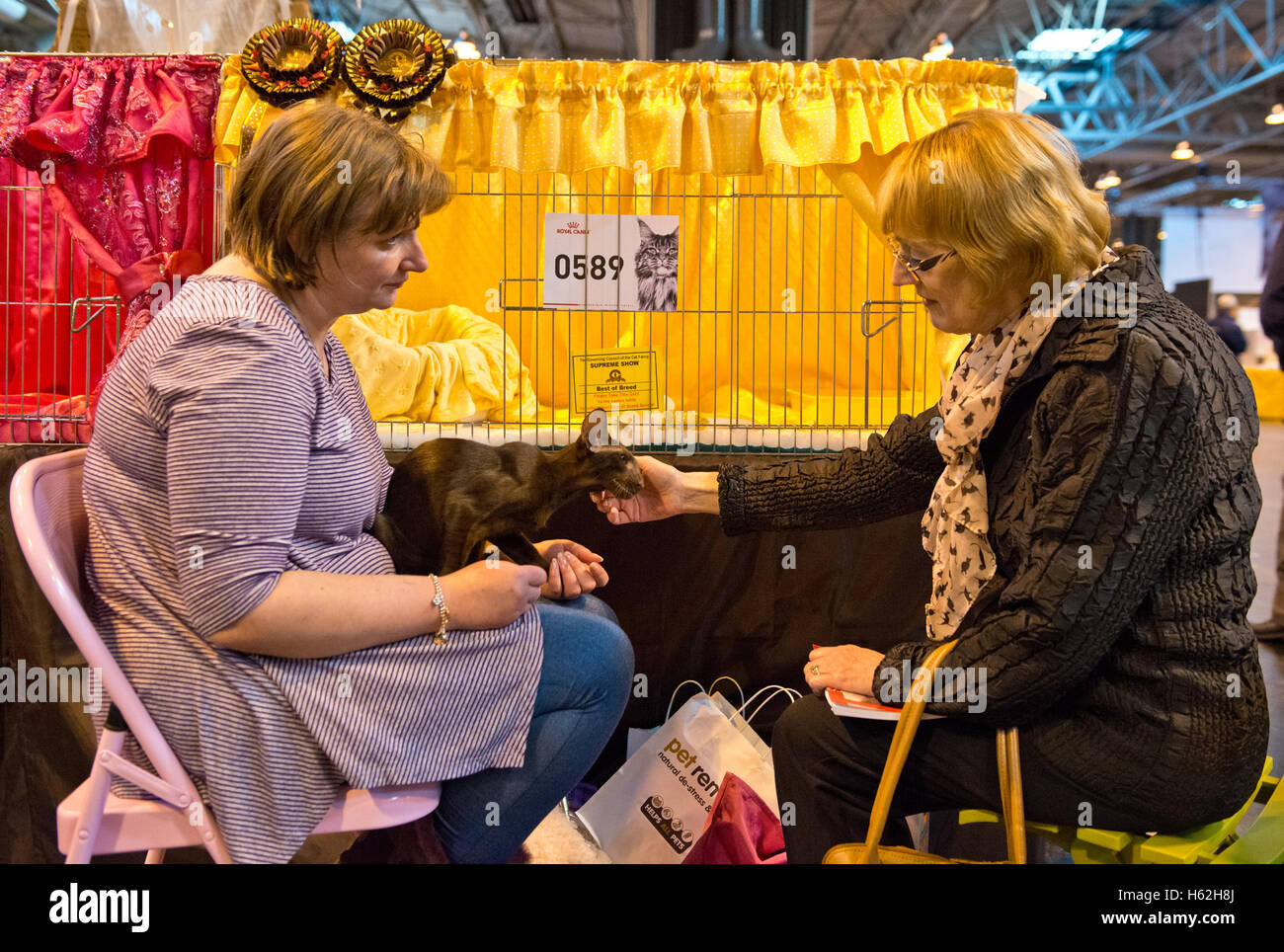Winner cat show hires stock photography and images Alamy