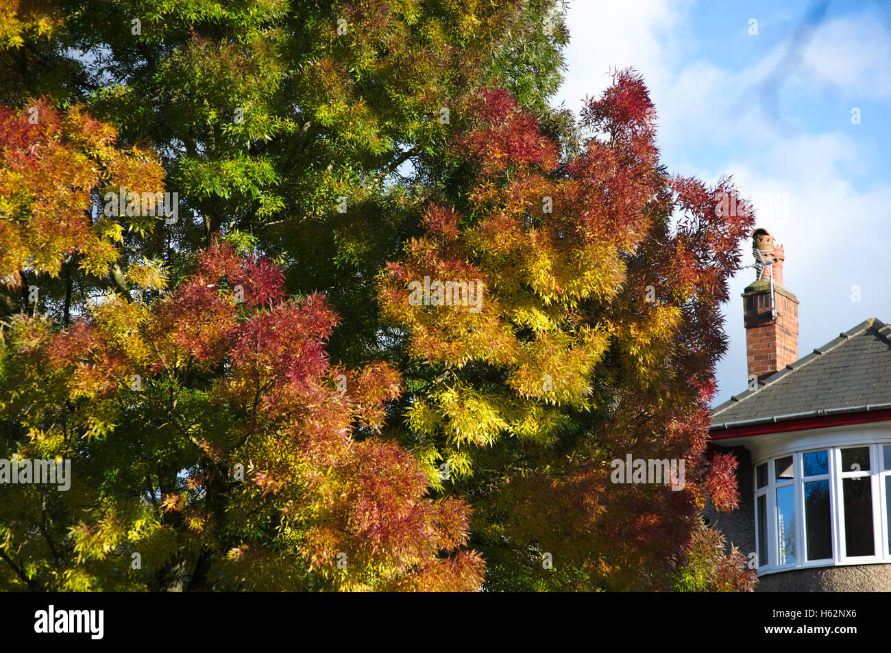 Lincoln, UK. 23 October 2016. UK weather. Lincoln shows it's autumn colours. A Raywood ash turning gold and red Credit:  d-mark/Alamy Live News Stock Photo