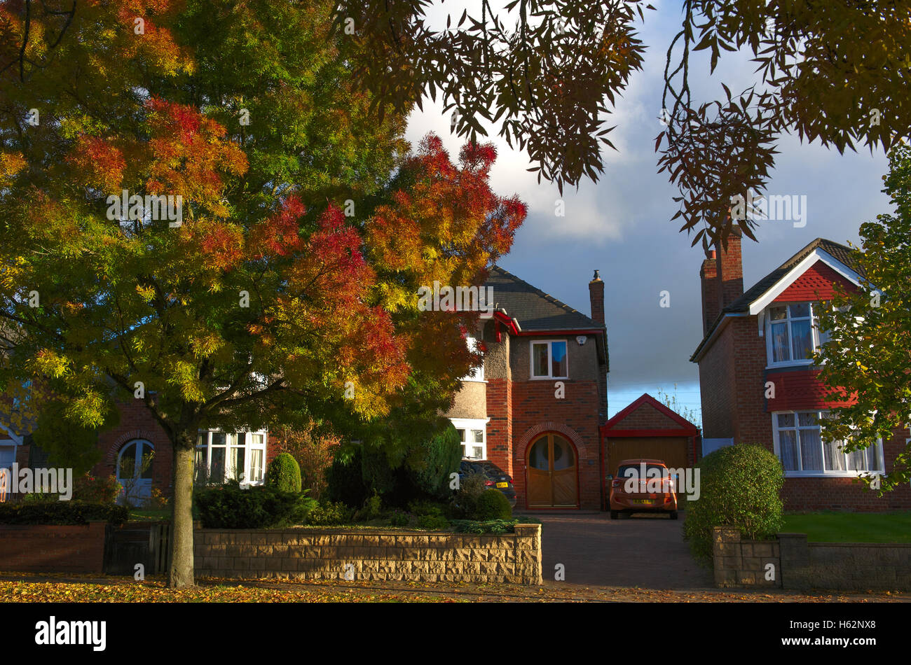 Lincoln, UK. 23 October 2016. UK weather. Lincoln shows it's autumn colours. A Raywood ash turning gold and red Credit:  d-mark/Alamy Live News Stock Photo