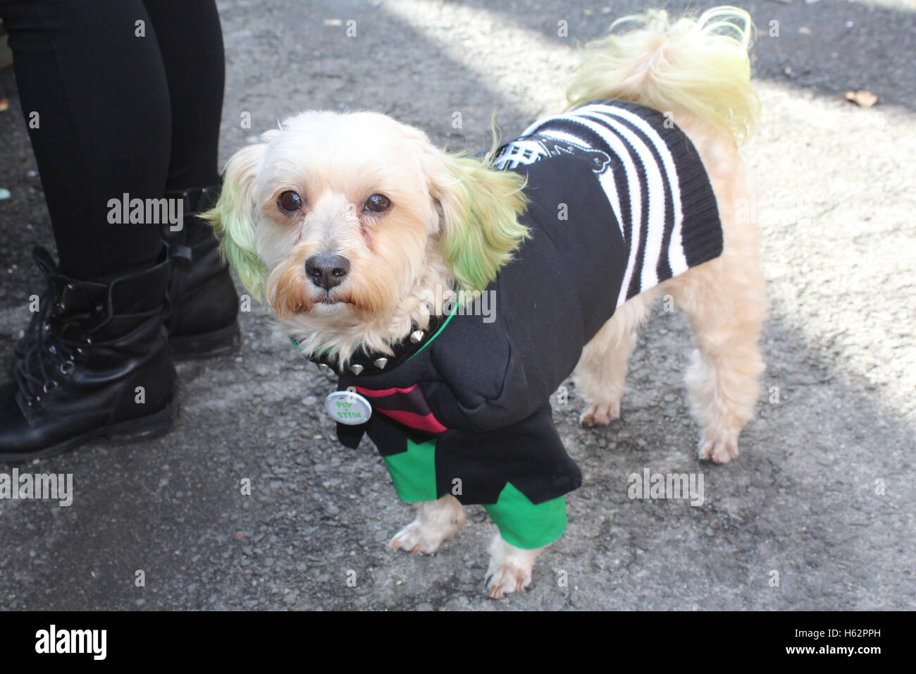 First Annual Bronx Pet Fair, New York City Stock Photo Alamy