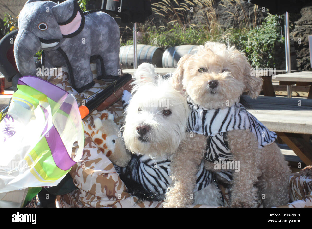 New York City, New York, US. 23rd Oct, 2016. The first annual Bronx Pet