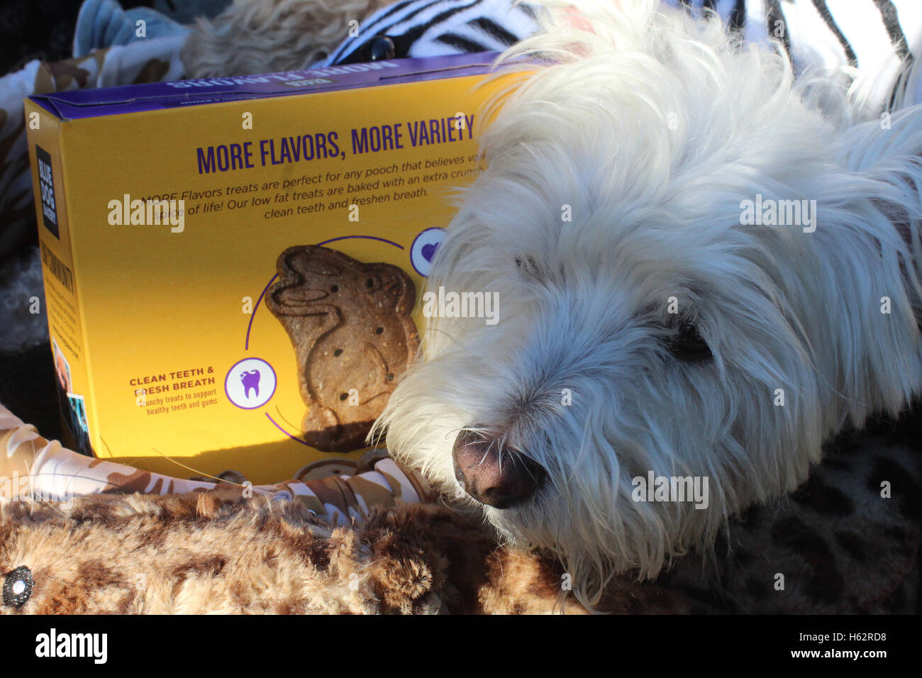 New York City, New York, US. 23rd Oct, 2016. The first annual Bronx Pet