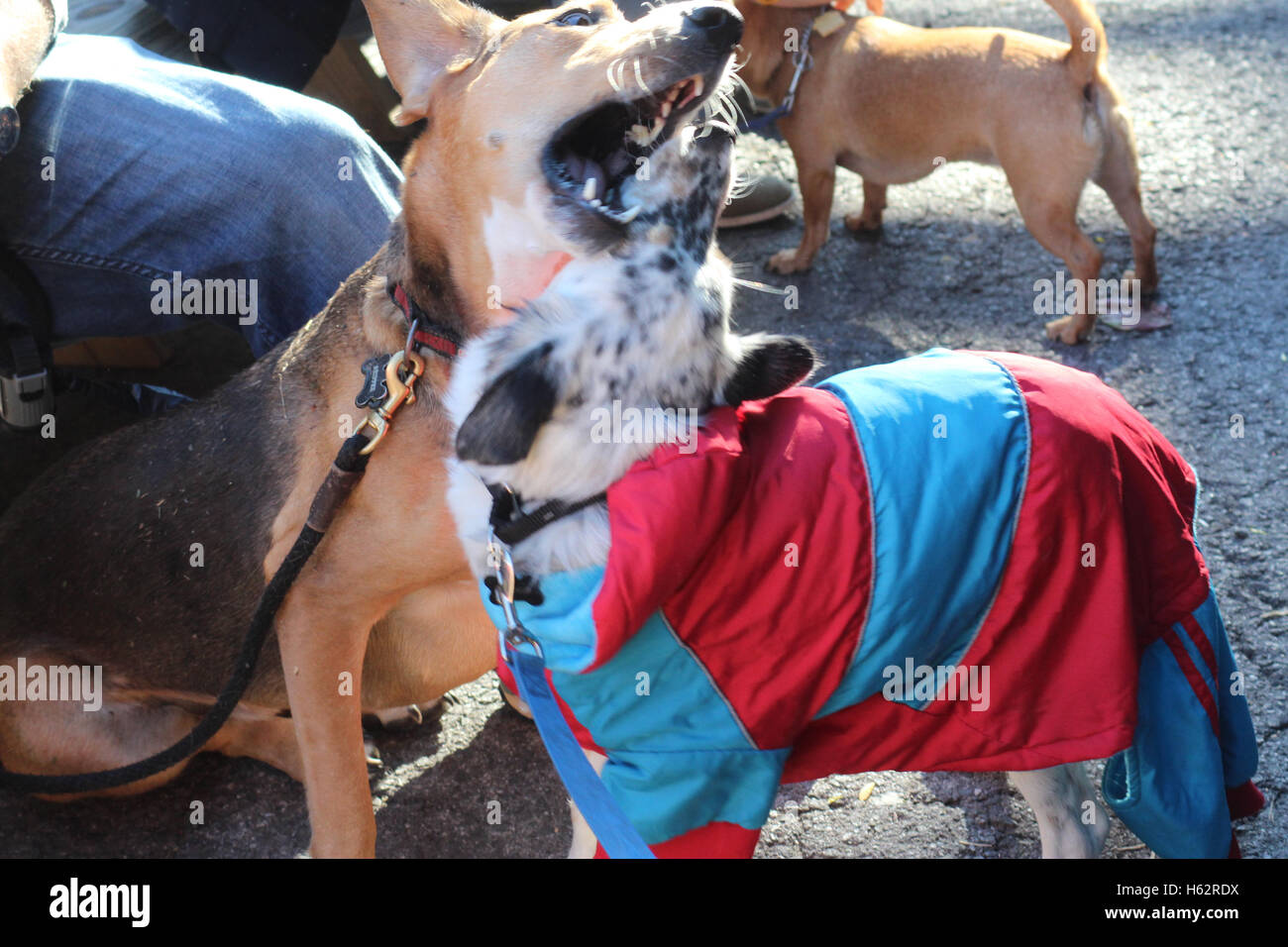 New York City, New York, US. 23rd Oct, 2016. The first annual Bronx Pet