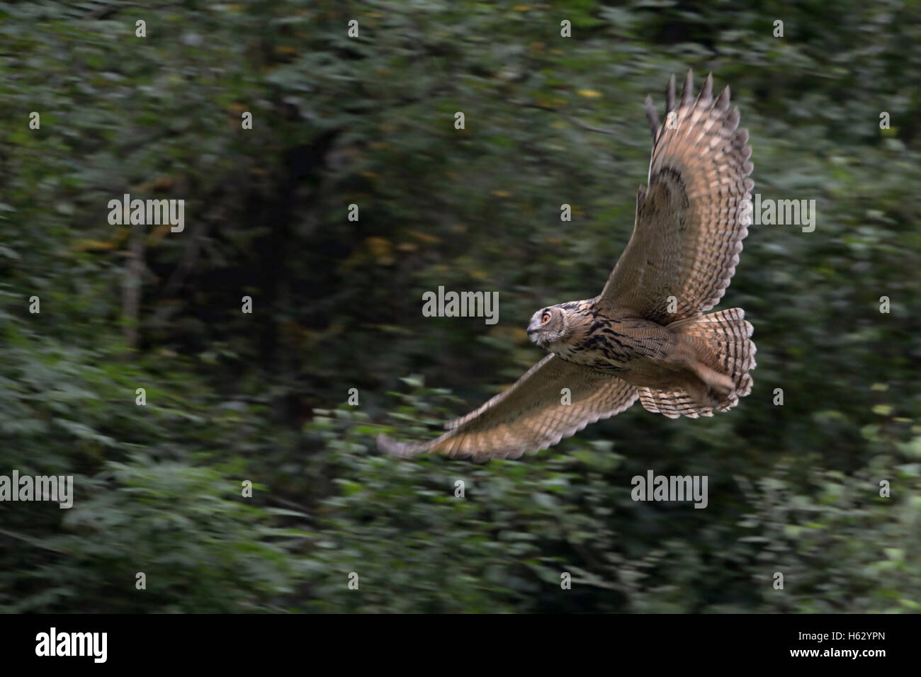 Eurasian Eagle Owl / Europaeischer Uhu ( Bubo bubo ) in silent hunting flight through an old quarry, in dusk, wildlife, panning. Stock Photo