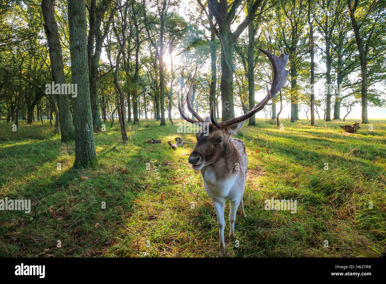 stag buck  with Antlers. deer in park Stock Photo