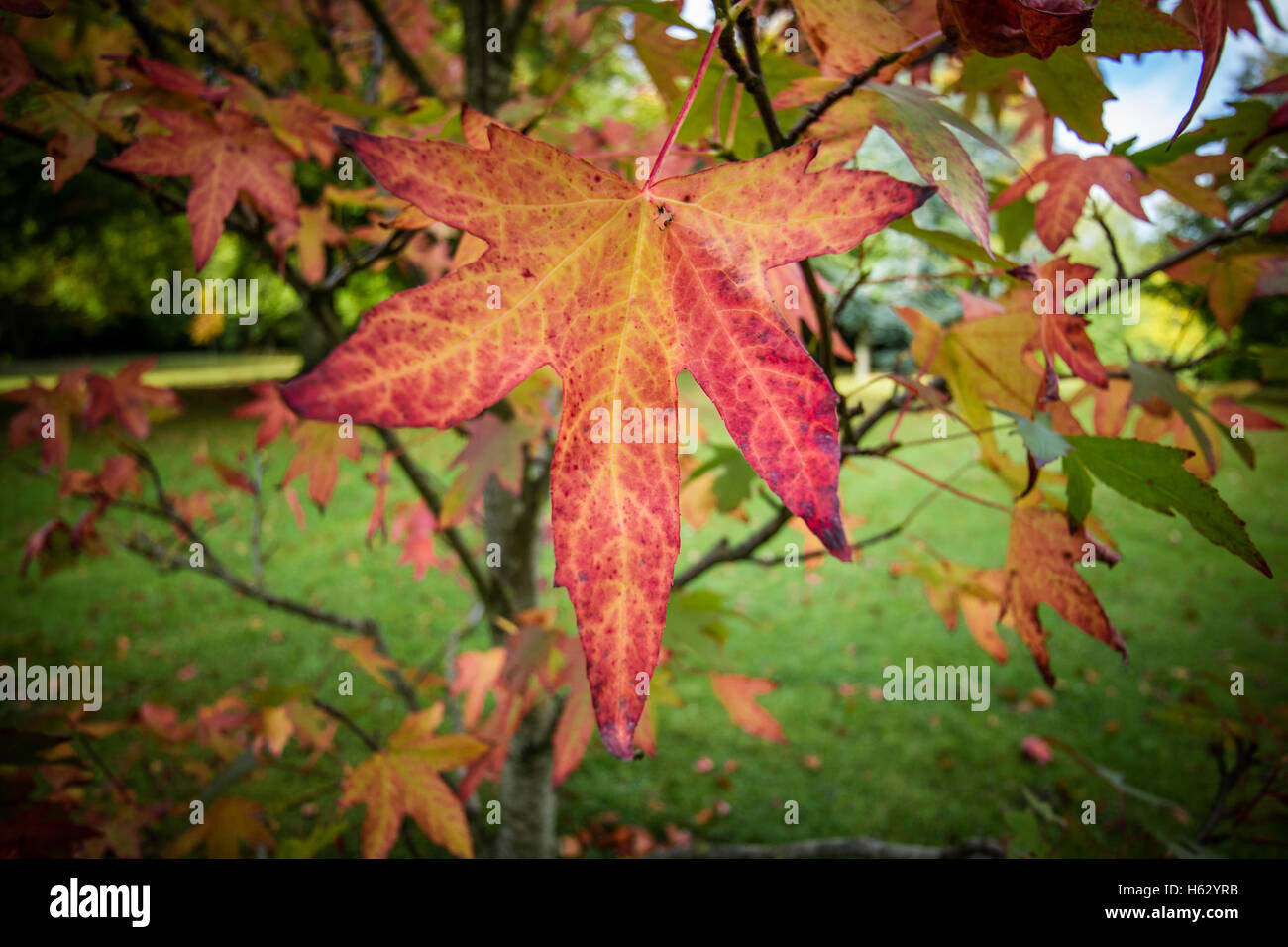 Fall leaf, red and Orange Autumn leaf. Stock Photo