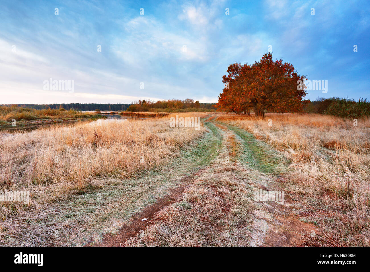 First autumn frosts in oak wood. Road in the meadow near the river in Belarus Stock Photo