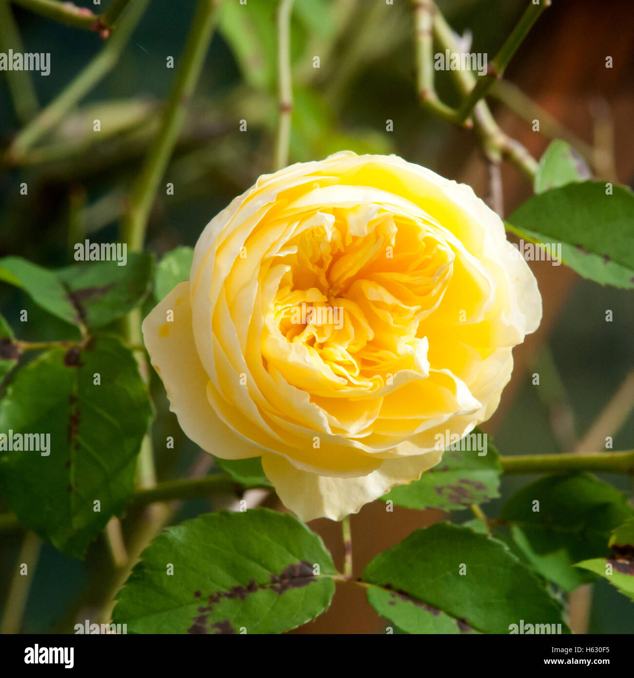 Yellow British Roses Blooming Yellow English Rose Stock Photo - Alamy
