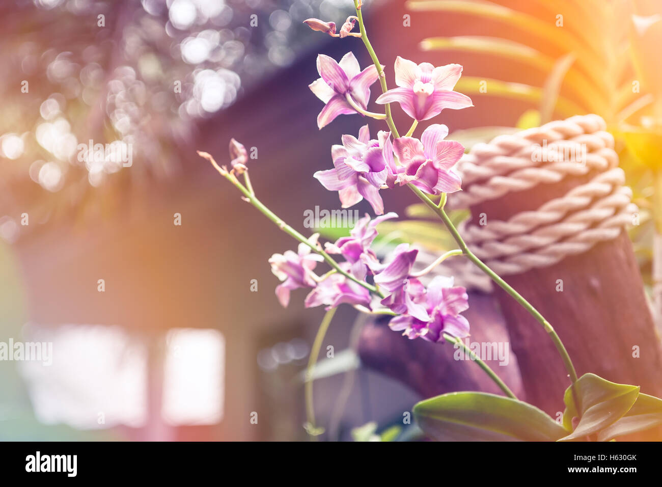 Tropical background with blossoming orchid flowers in golden sunbeams on territory of luxury hotel Stock Photo