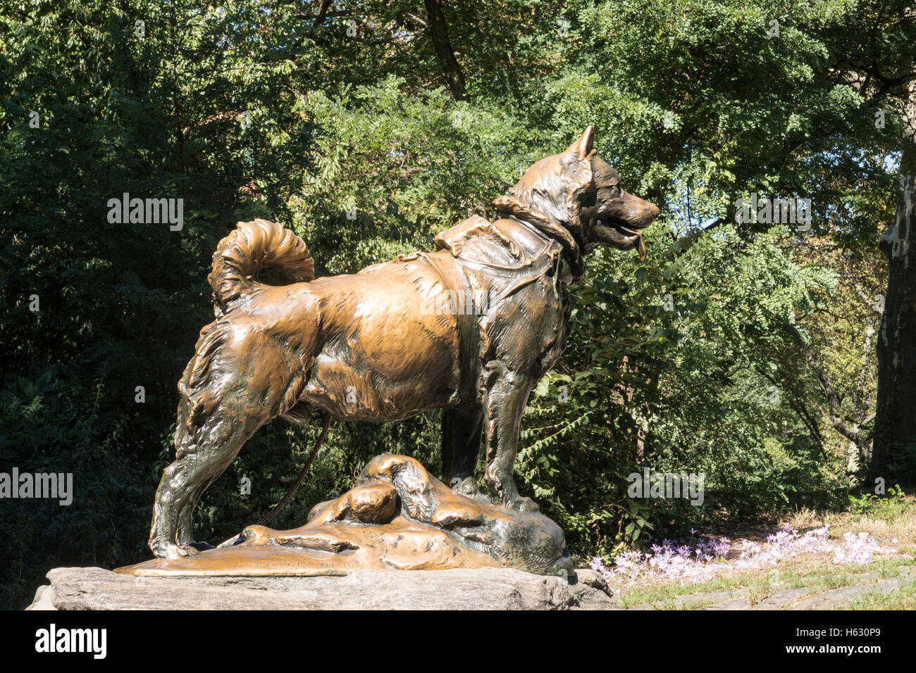 Sled Dog Statue, Balto, in Central Park NYC Stock Photo Alamy