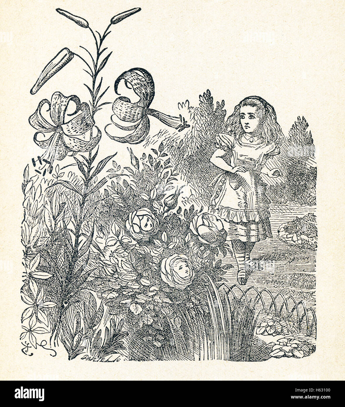 This is a scene from what Alice saw once she went through the Looking Glass and into the Looking Glass room in Lewis Carroll's 'Through the Looking Glass.' Here Alice is in the Garden of Live Flowers. You can see tiger-lilys and daisies. Stock Photo
