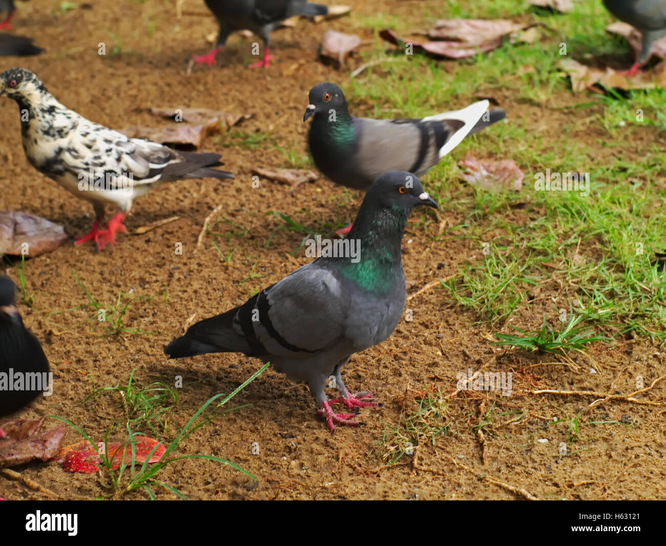 group of pigeons walking on the ground with one of them looking at the