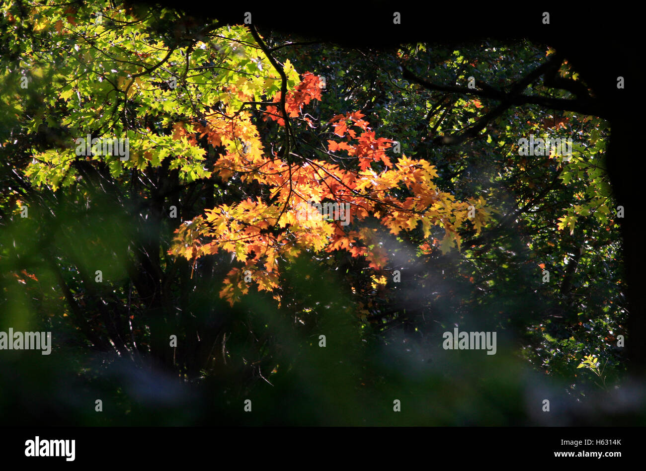 Leaves on trees display autumn colours, Richmond Park, London, Britain October 23, October 2016. Copyright photograph John Voos Stock Photo
