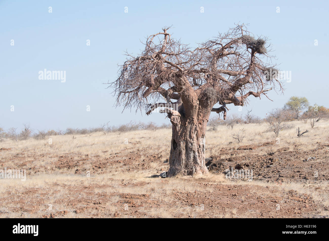 Giant Baobab Tree with Weaver Nests on an African Plain Stock Photo