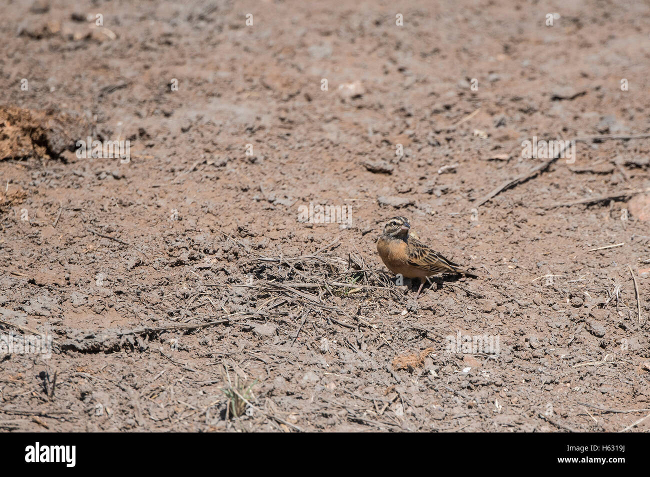Cinnamon-breasted Bunting (Emberiza tahapisi) Standing on the Ground in Africa at a Water Hole Stock Photo
