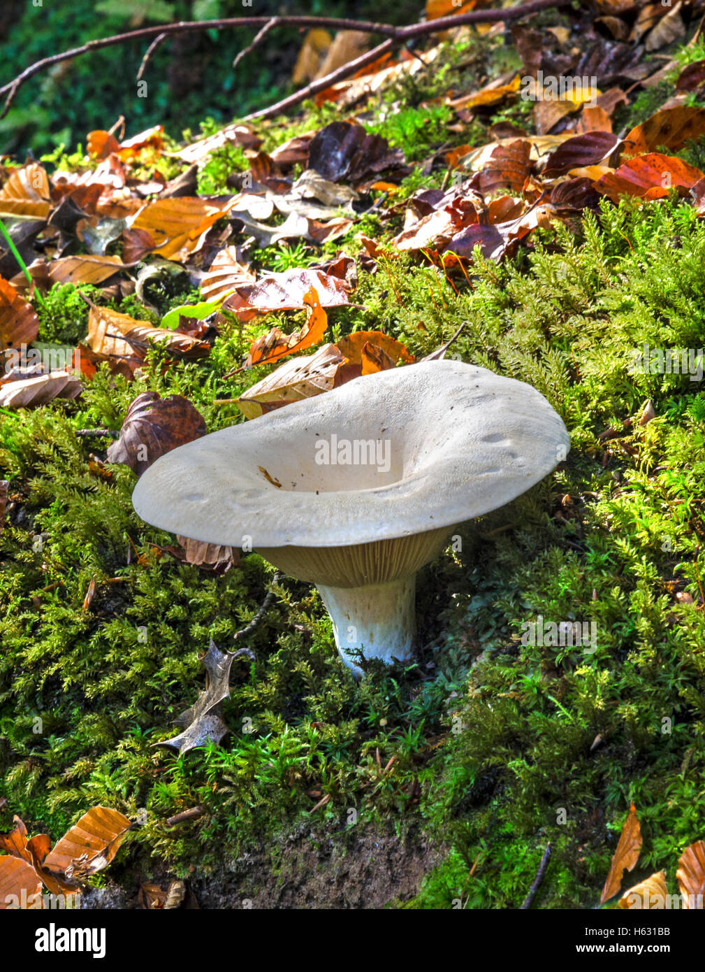 forest mushroom fungi Stock Photo