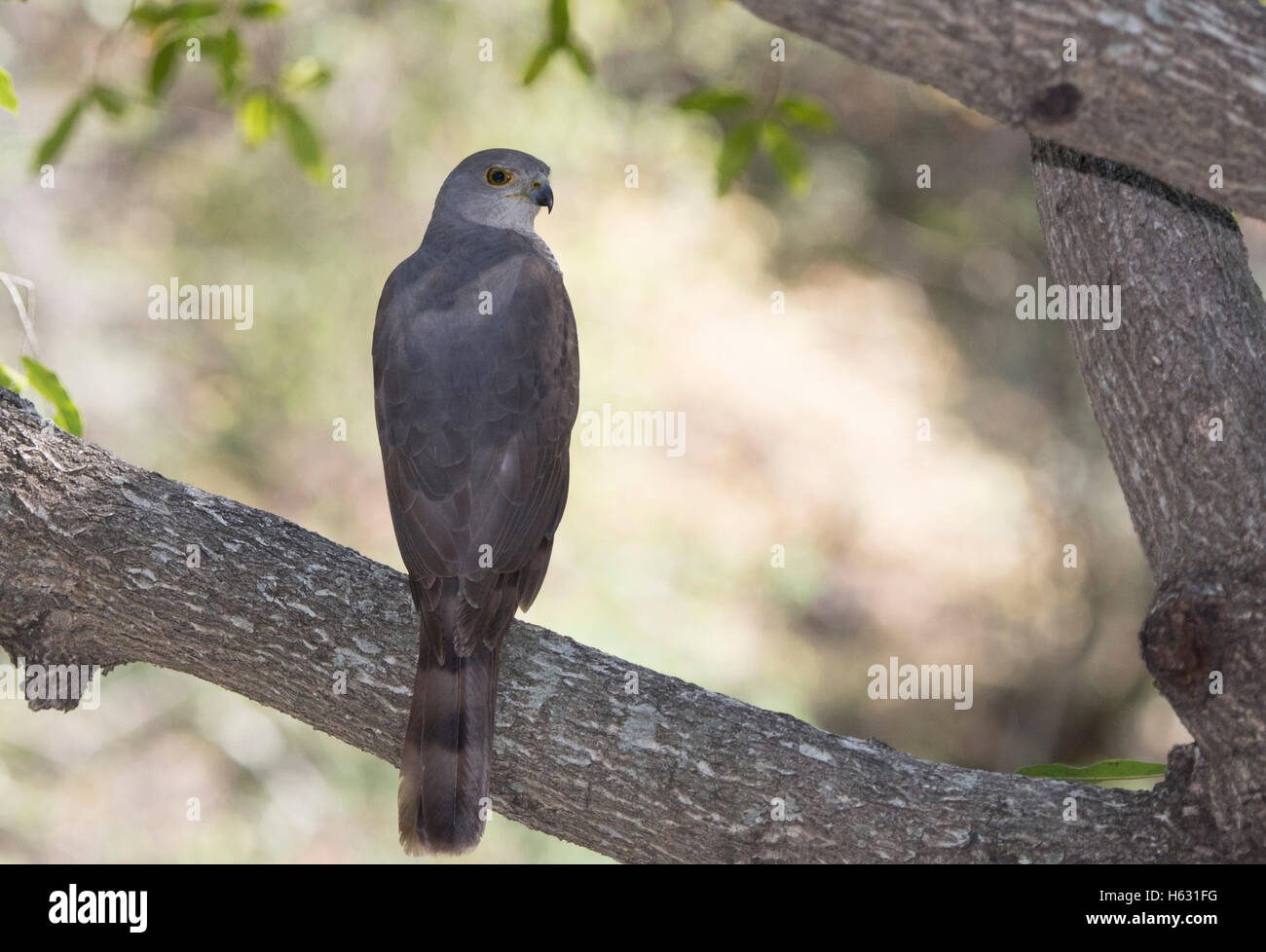 African Goshawk (Accipiter tachiro) Sitting on Post in South Africa Stock Photo