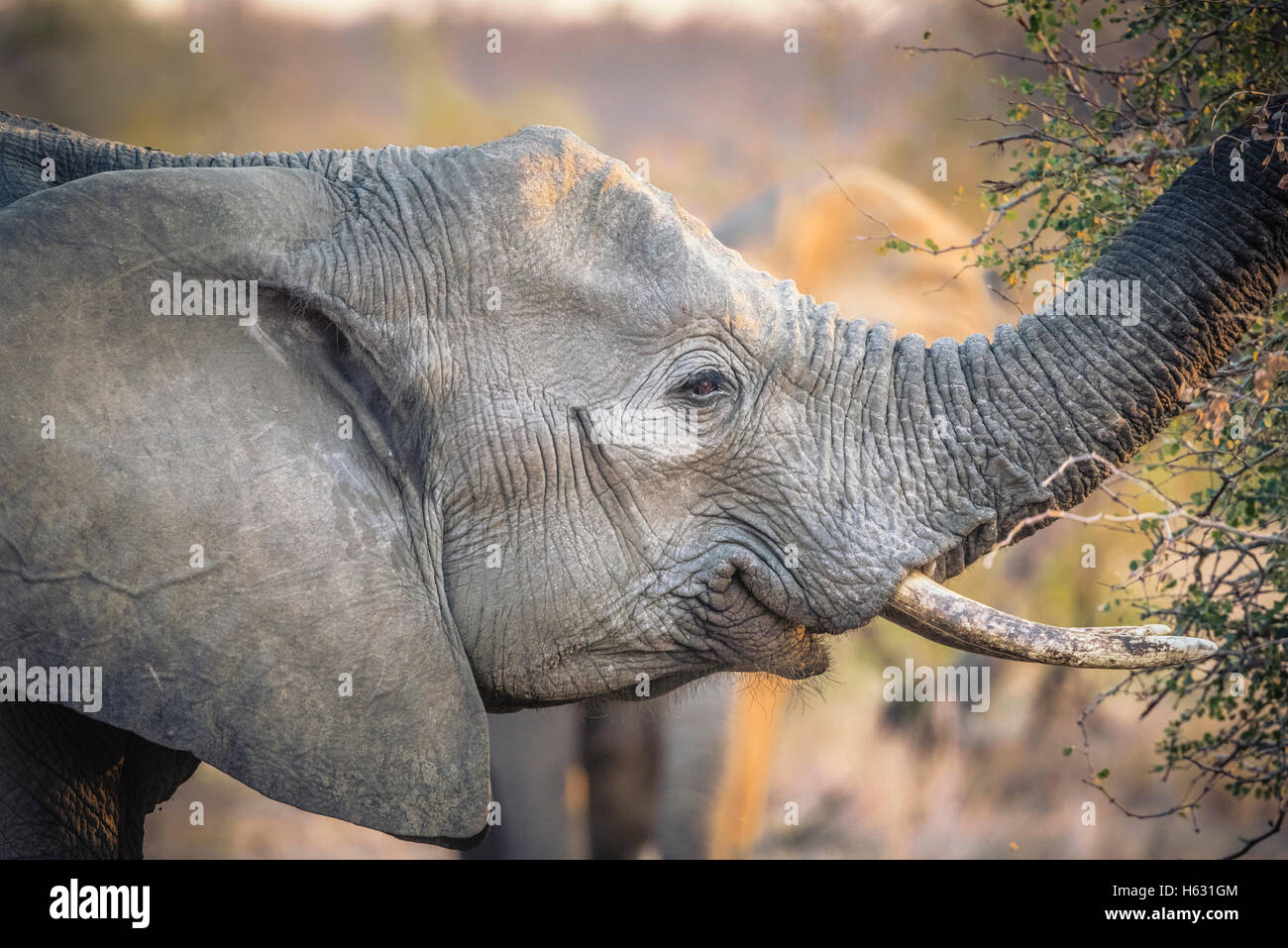 Elephant eating from tree hires stock photography and images Alamy
