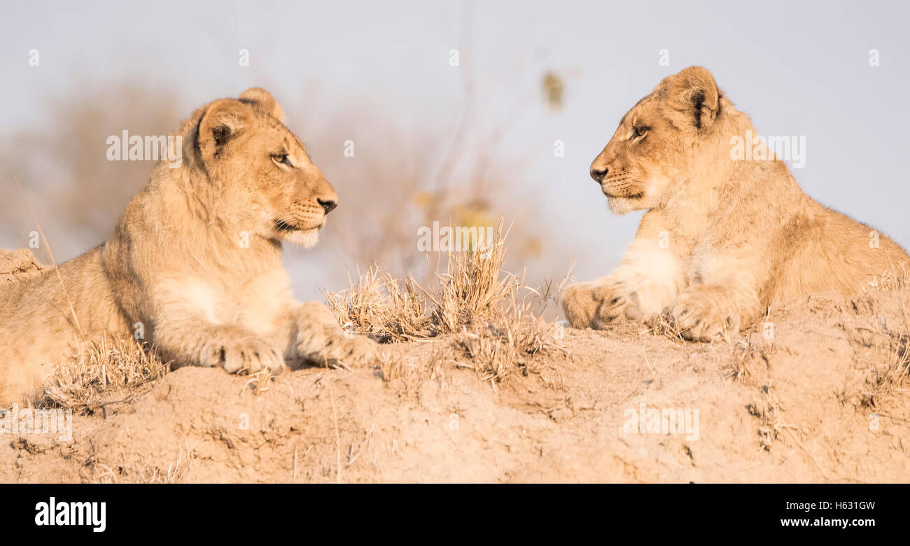 Lion brothers hi-res stock photography and images - Alamy