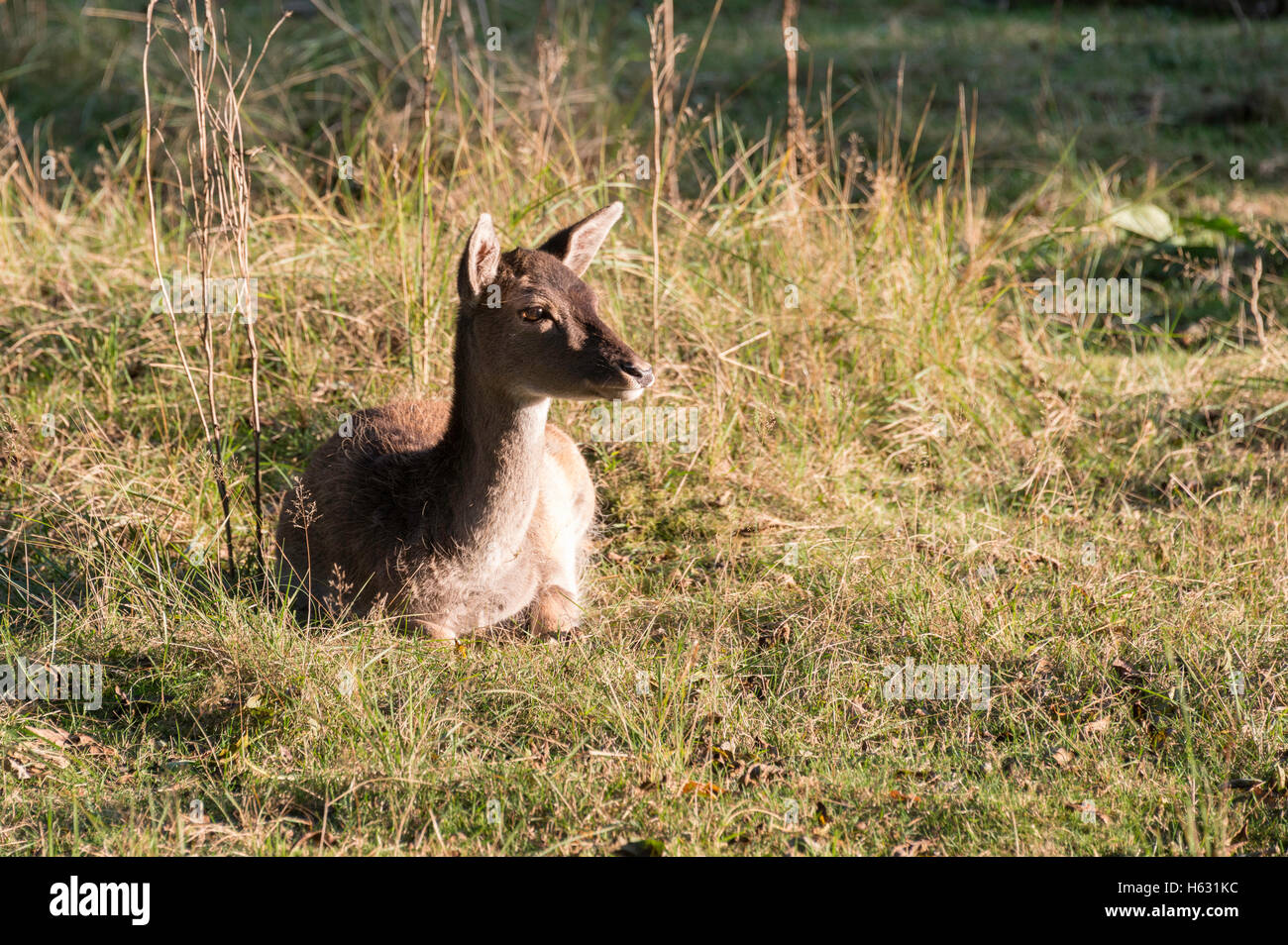 young fallow deer in the wild nature in amsterdam waterleiding duingebied area in Holland Stock Photo