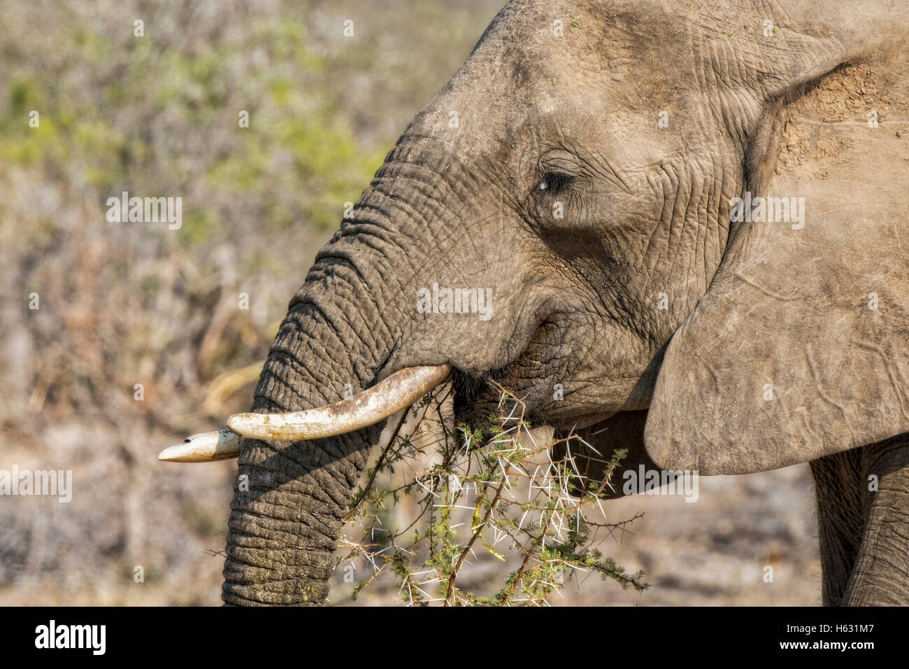 African Elephant eats Branches from an Acacia Tree Stock Photo Alamy