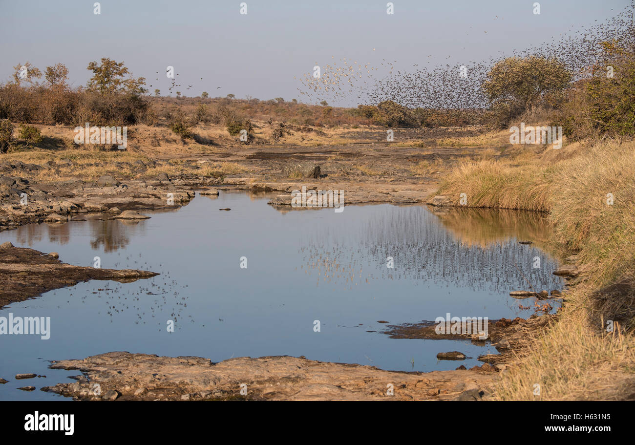 Red-billed Quelea Flock in Flight over a Water Hole on the Plains of Africa Stock Photo