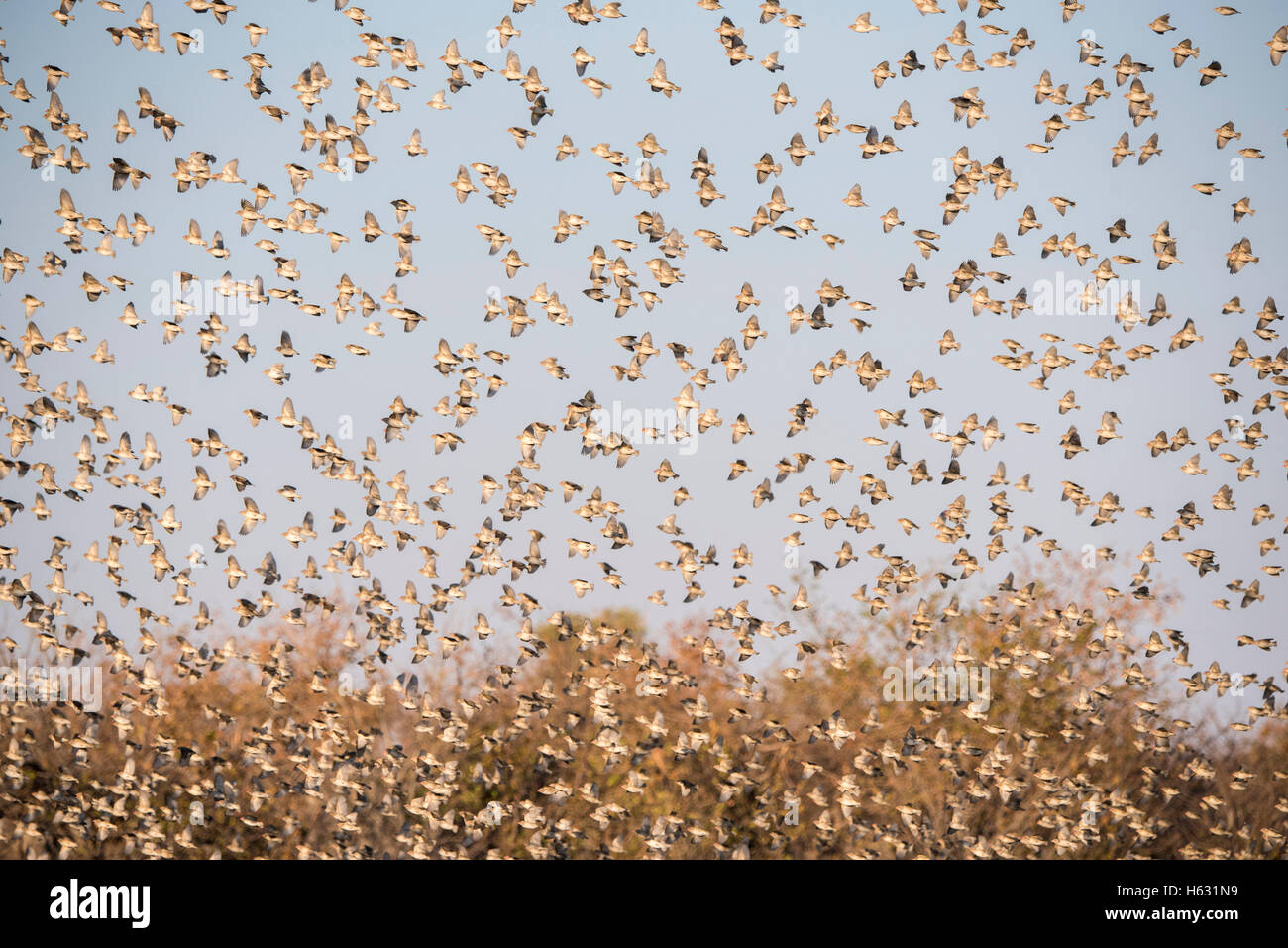 Red-billed Quelea Flock in Flight over a Water Hole on the Plains of Africa Stock Photo