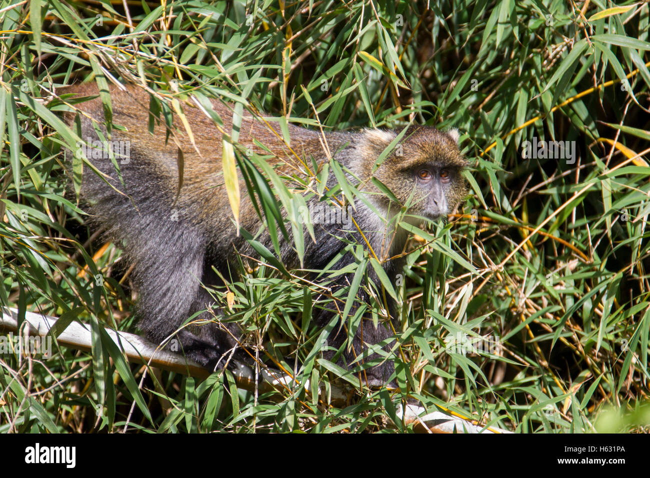 Sykes monkey Cercopithecus albogularis in the bamboo forest Aberdare National Park Kenya Africa Stock Photo