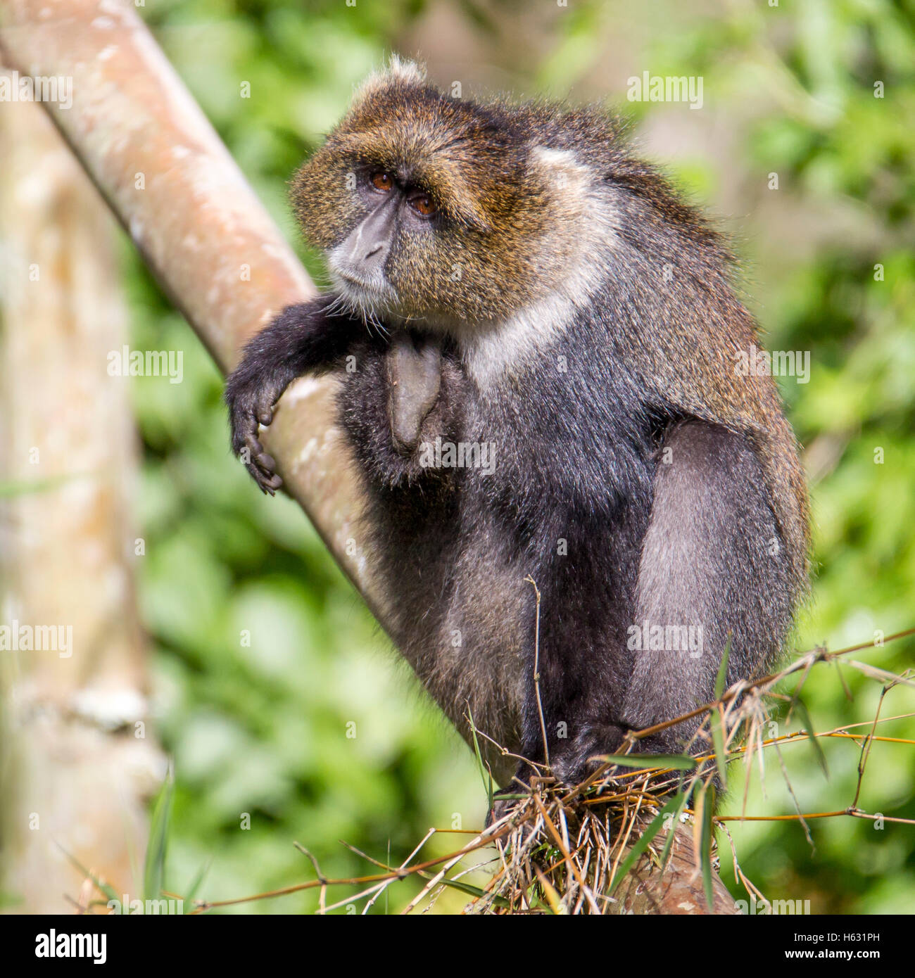 Sykes monkey Cercopithecus albogularis sitting on the bamboo in the ...