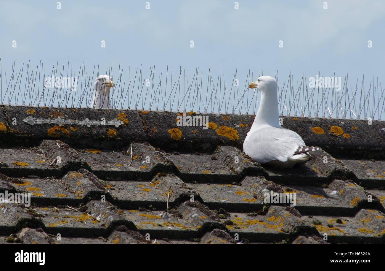 Roof spikes hi-res stock photography and images - Alamy