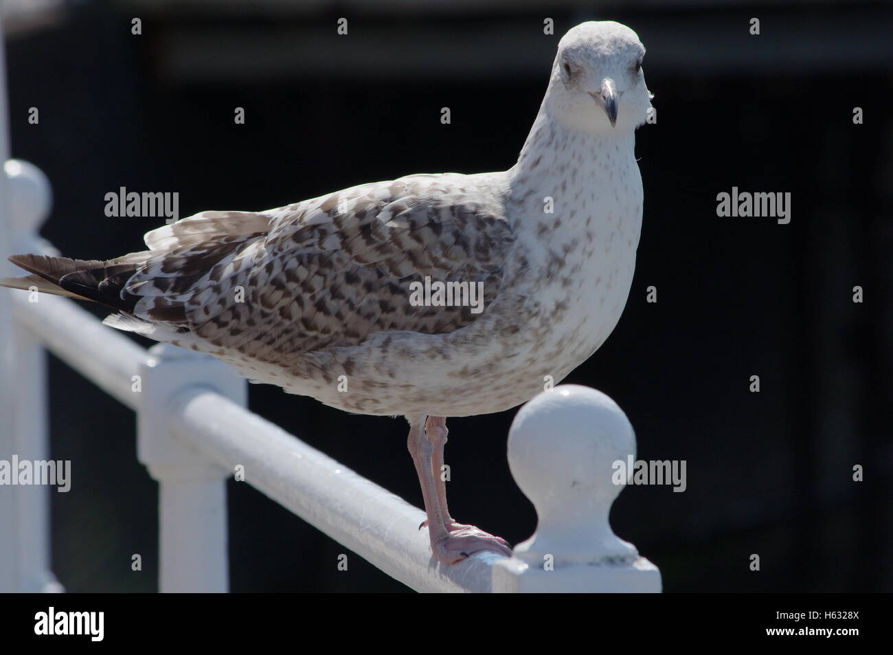 Baby seagull / herring gull chilling / enjoying the sun, standing on