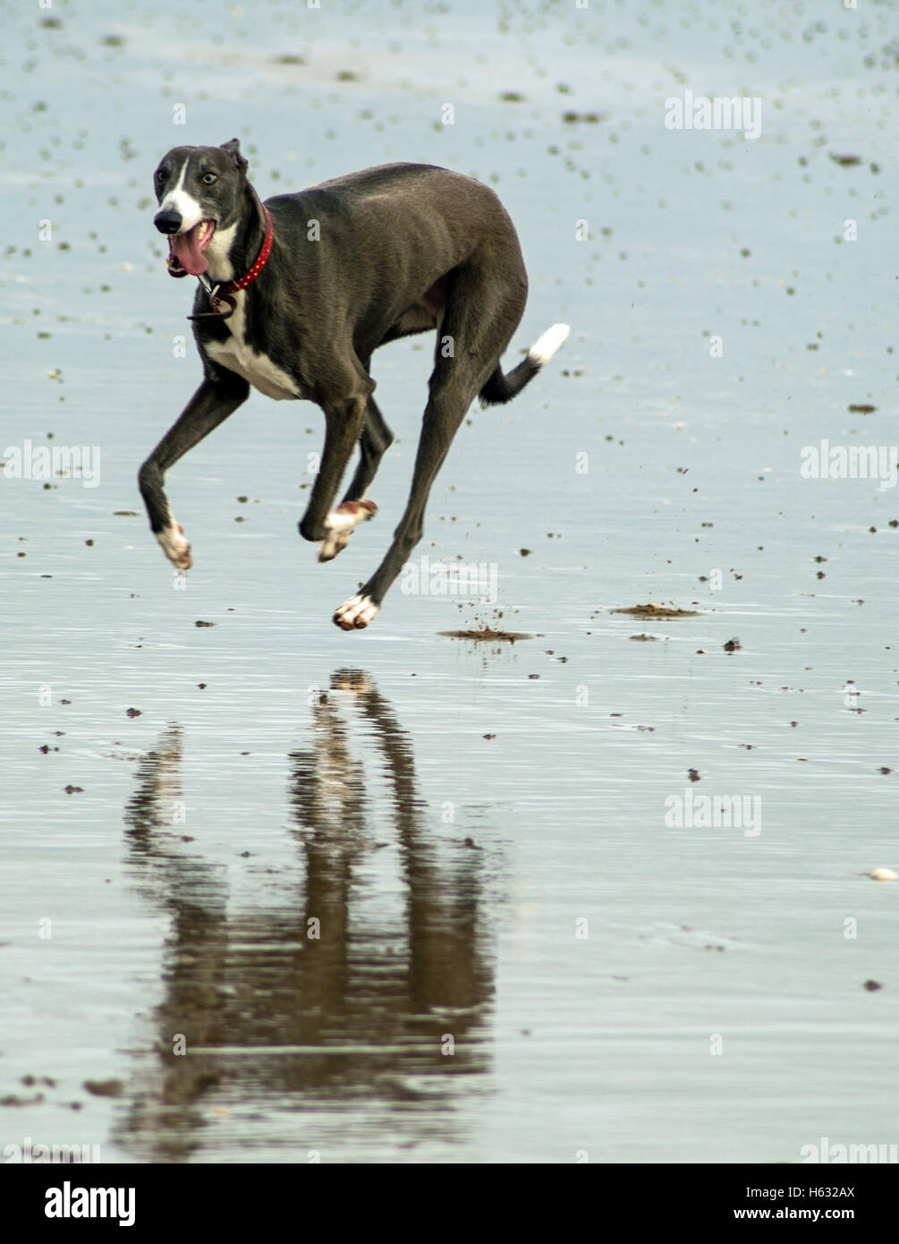 Dog running on Swansea, Wales, UK beach in winter Stock Photo
