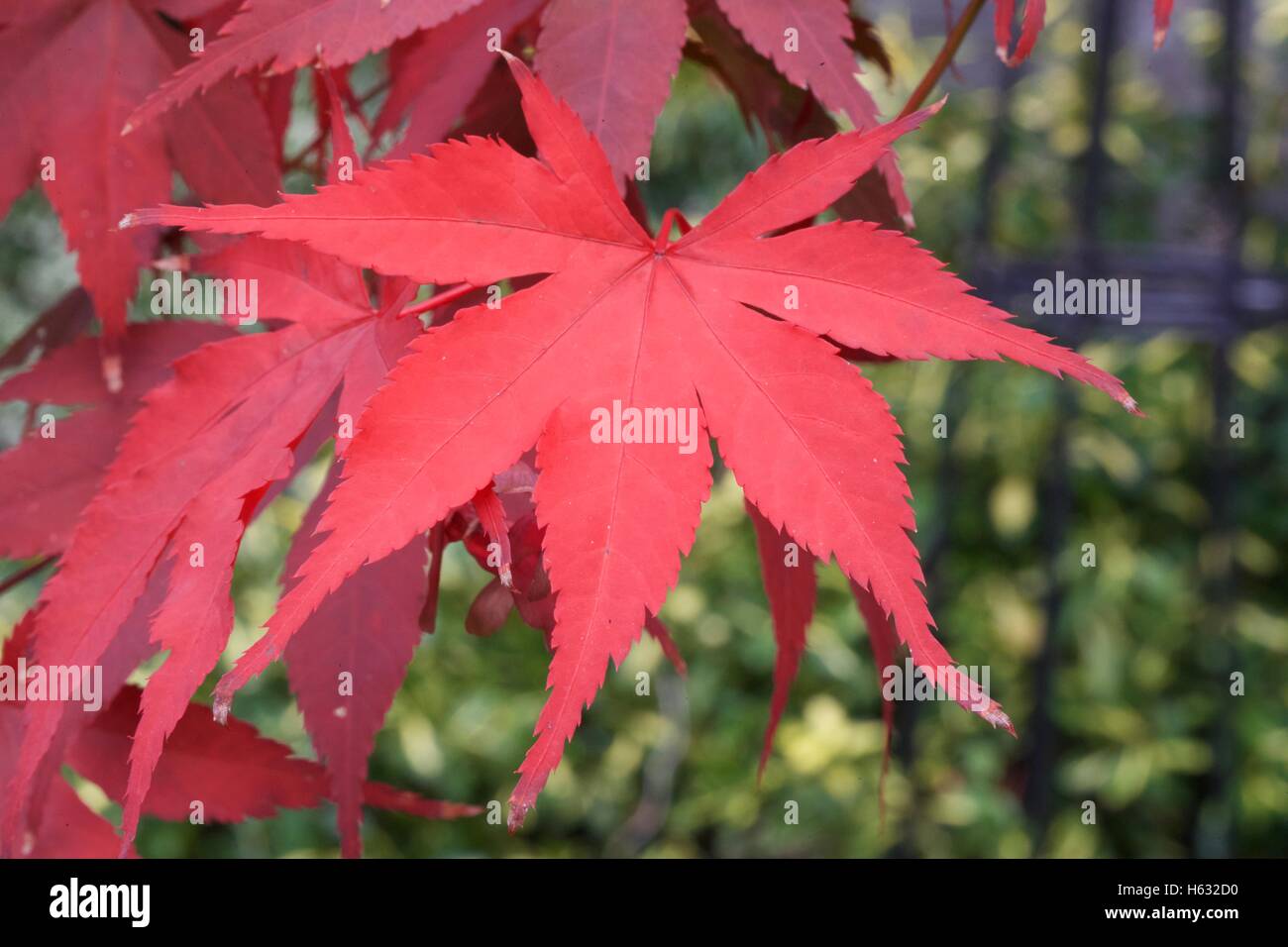 Japanese Acer stunning autumn color. Stock Photo