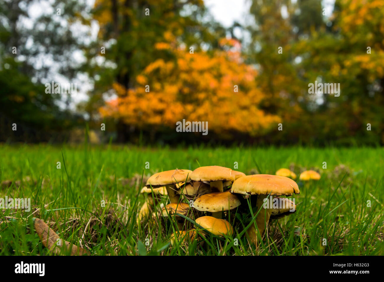 Group of many mushrooms surrounded by green fresh grass, in background many tones of yellow and orange appearing to define autum Stock Photo