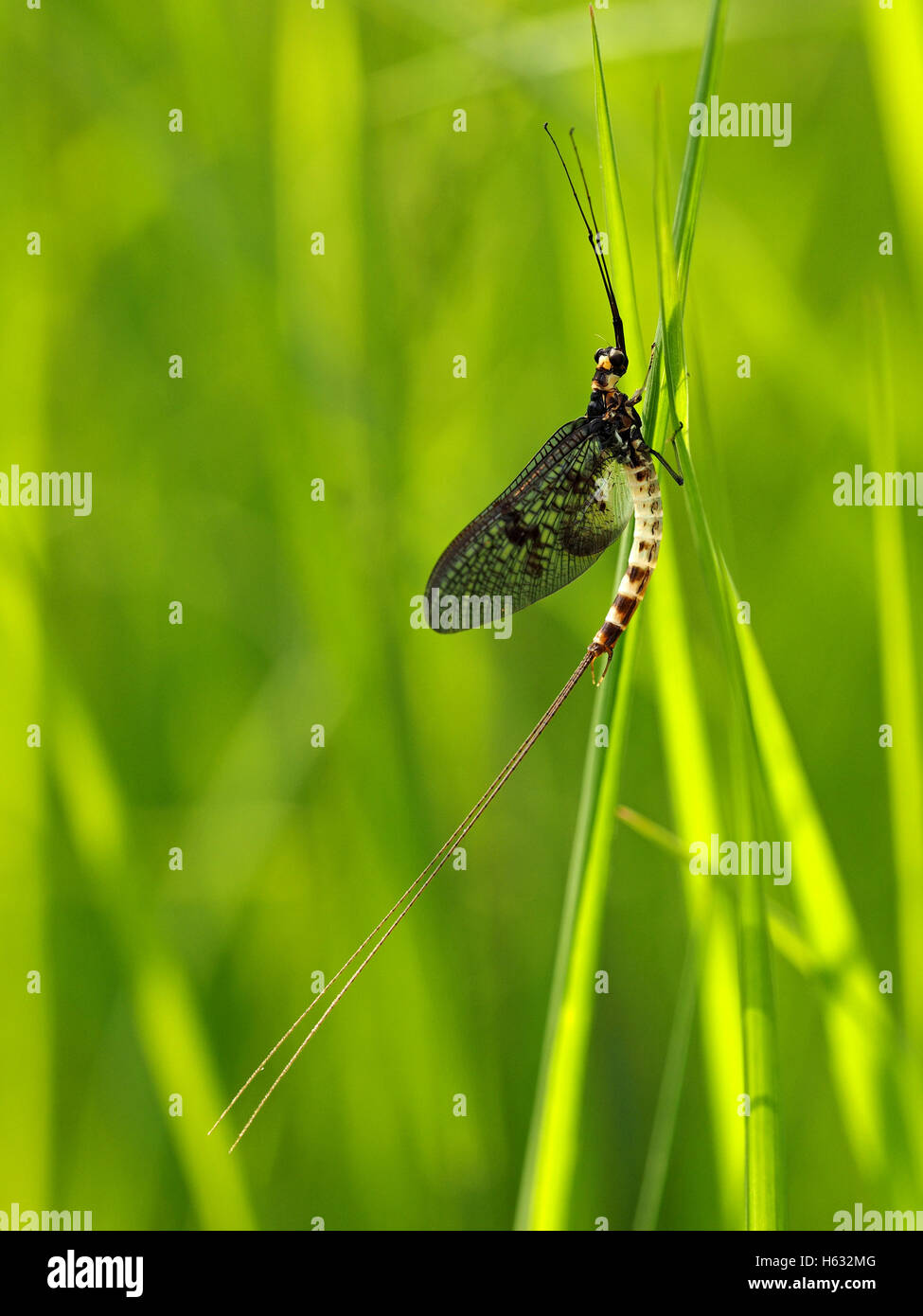 portrait format image of Mayfly Ephemeroptera sp - long jointed antennae black eyes two long tails cream & brown spotted abdomen Stock Photo