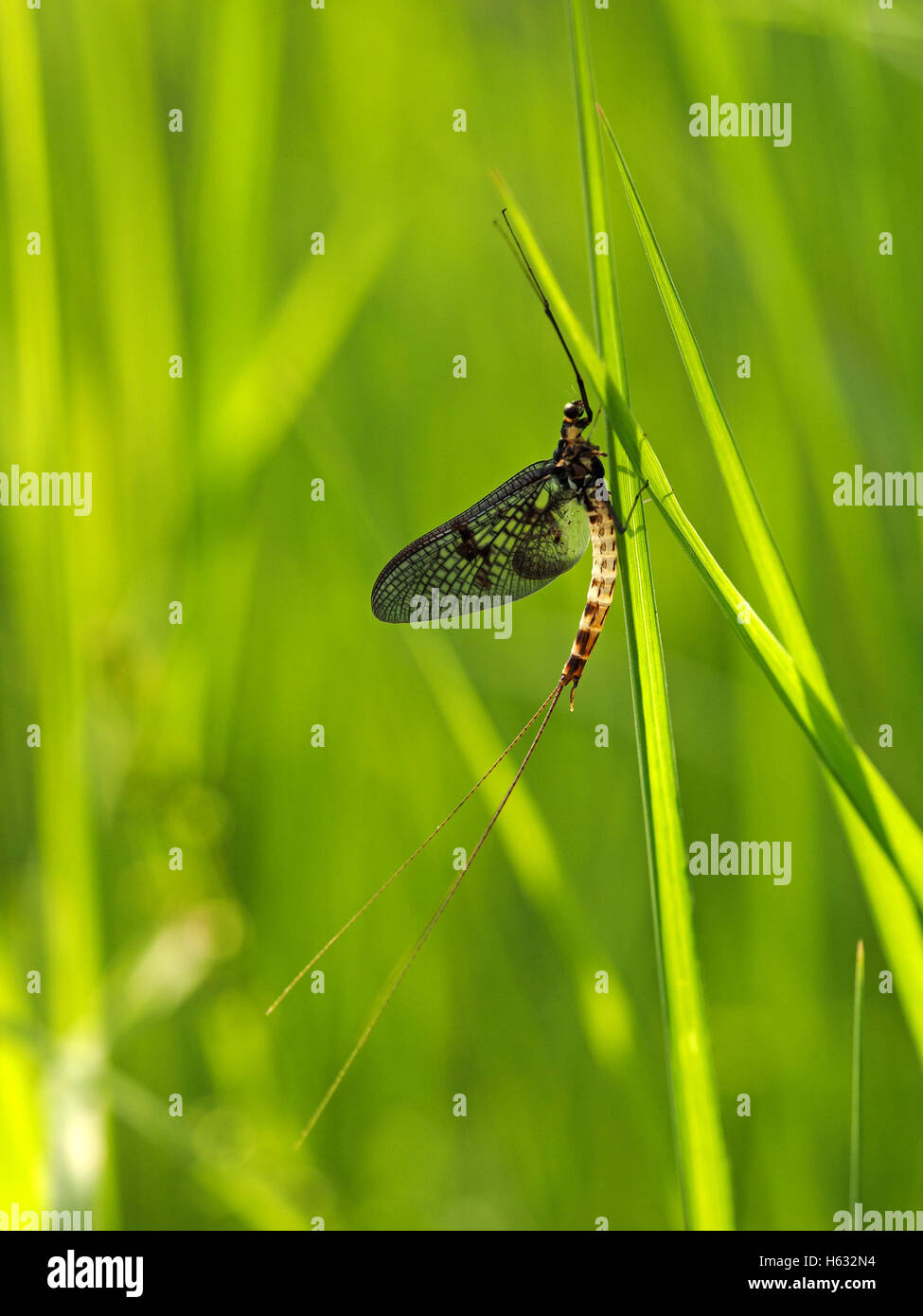 portrait format image of Mayfly Ephemeroptera sp - long jointed antennae black eyes two long tails cream & brown spotted abdomen Stock Photo