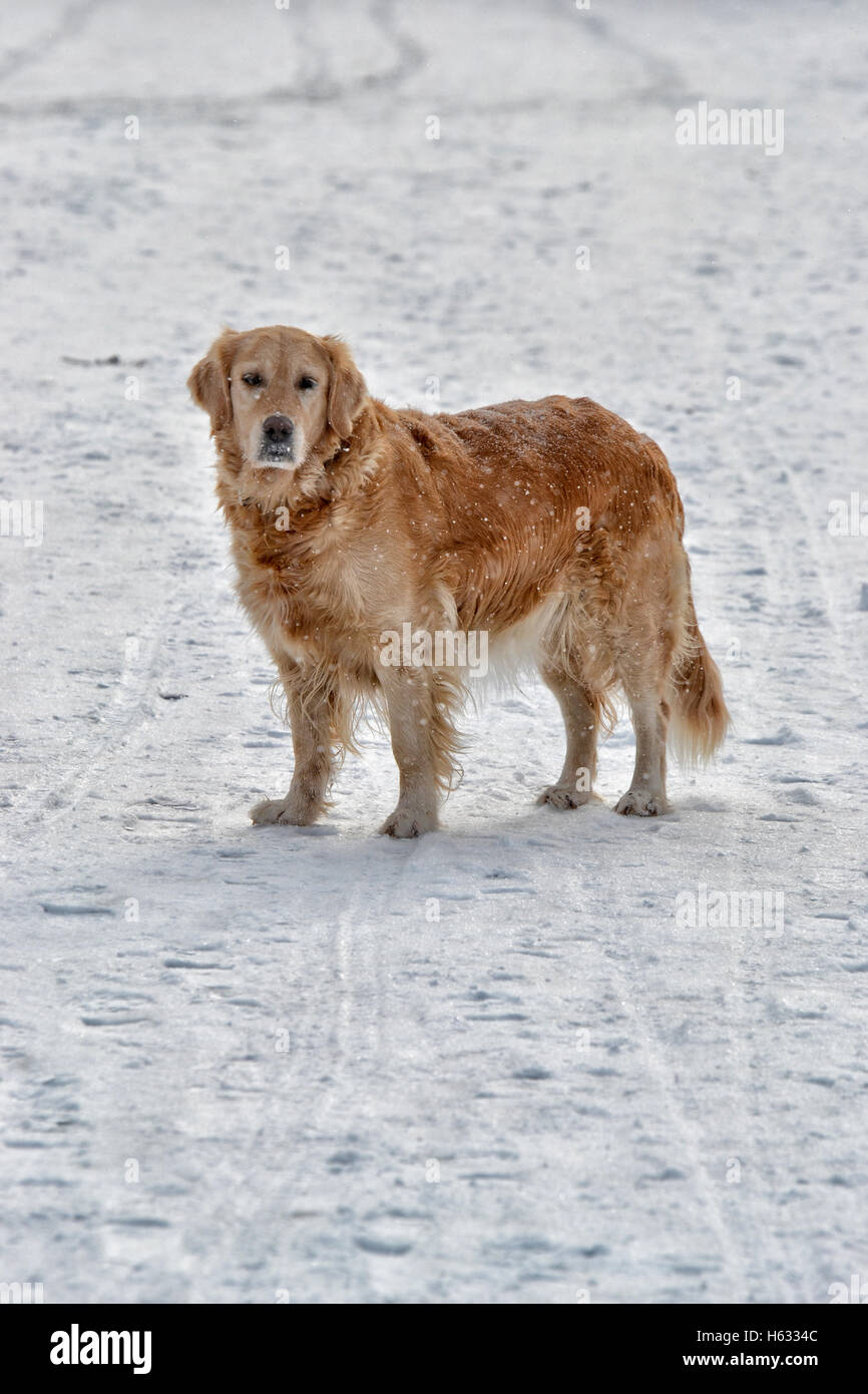 Beige dog walking in the snow Stock Photo Alamy