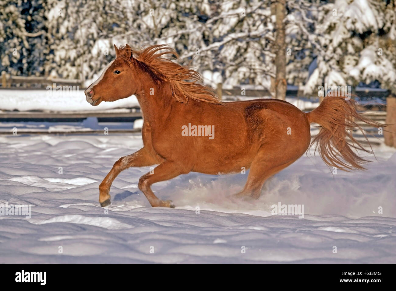 Purebred chestnut Arabian Mare running in deep snow Stock Photo